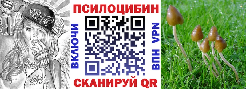 Галлюциногенные грибы Psilocybe  где купить   Нефтекумск 